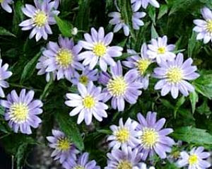 すべての美しい花の画像 心に強く訴える花言葉 意思