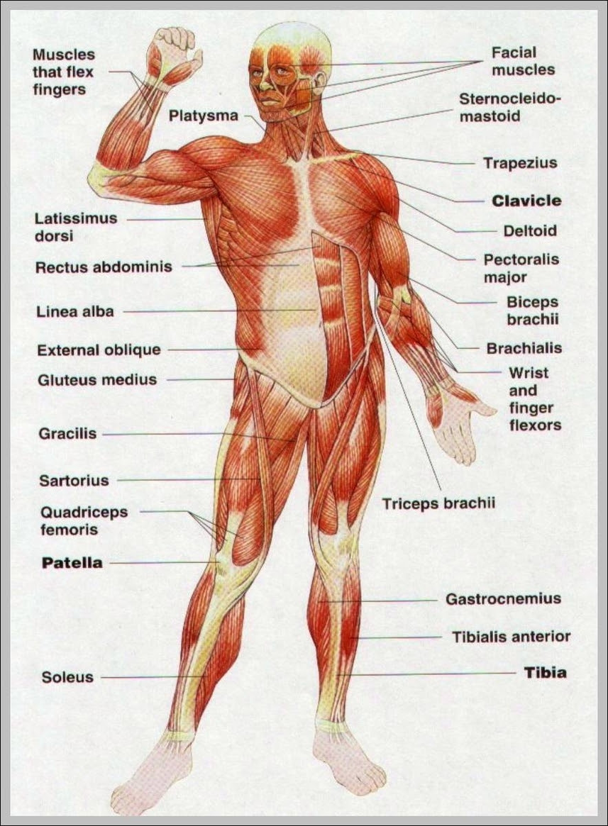 This diagram depicts picture of the female body 744×992 with parts and labels. Muscles System Anatomy System Human Body Anatomy Diagram And Chart Images Page 2