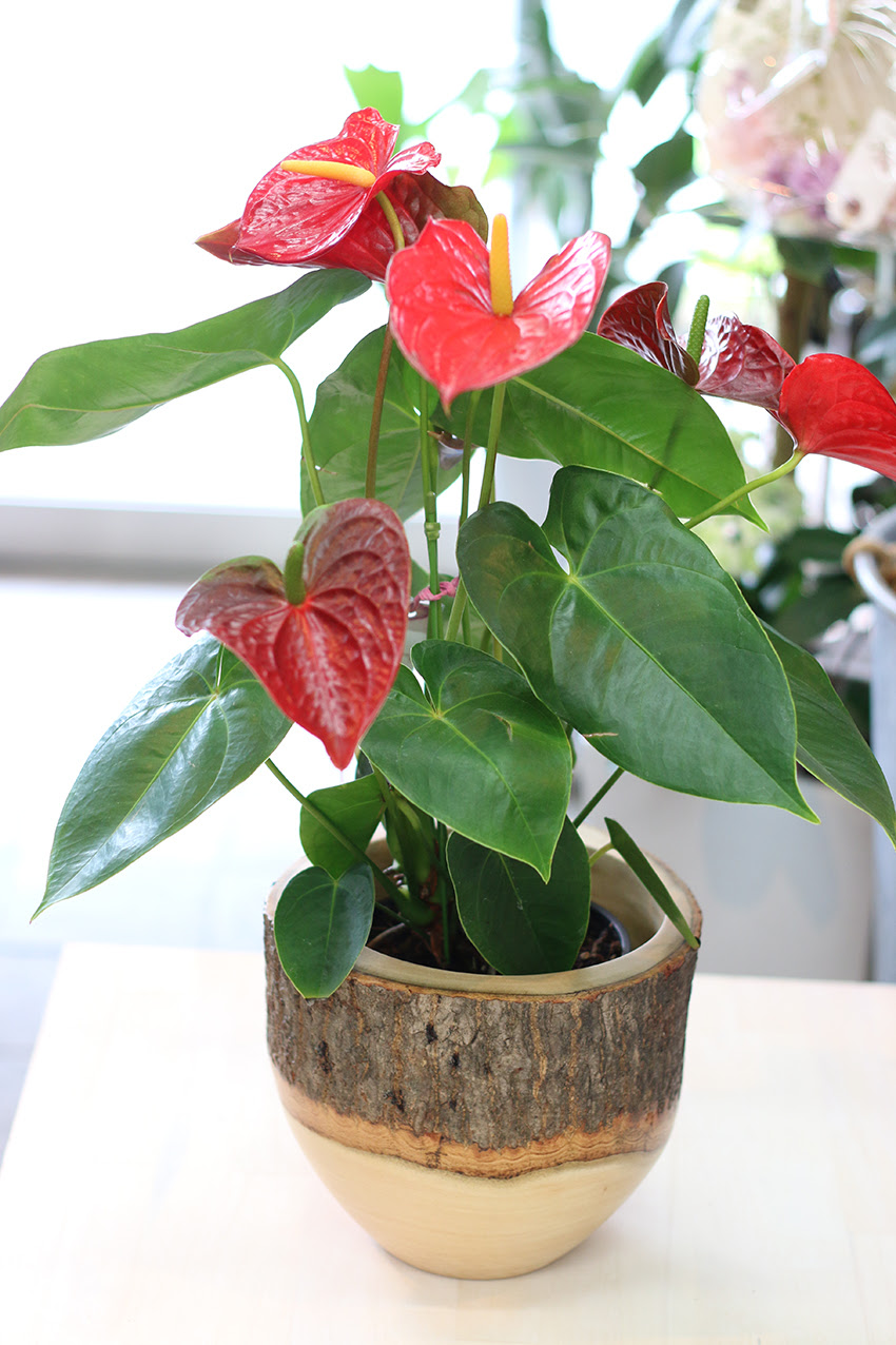 すべての美しい花の画像 ぜいたくハート 型 観葉 植物