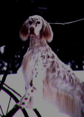 The final payment of $2300 is due upon pickup. Sevenoaks English Setters