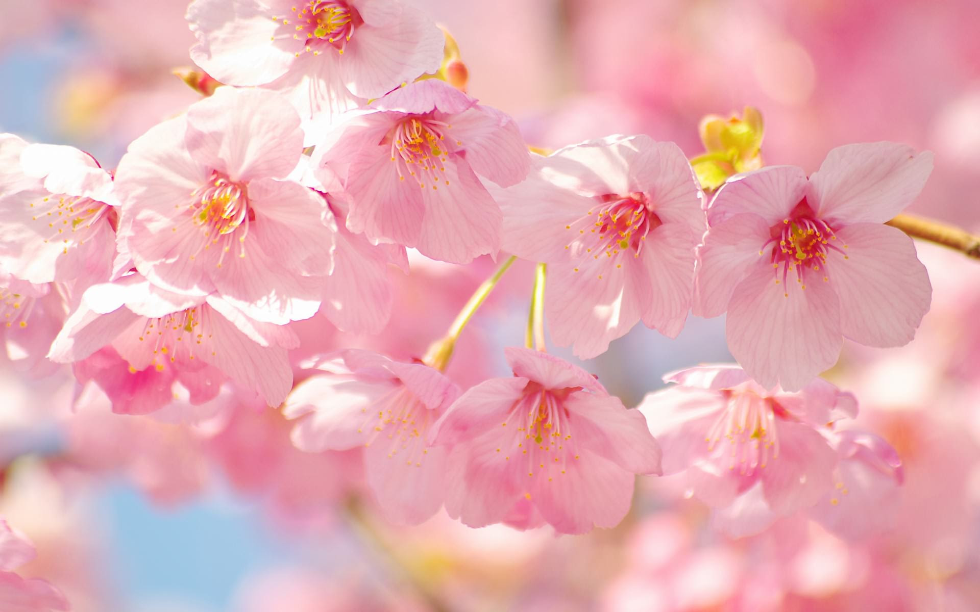 最新無料 壁紙 桜 すべての美しい花の画像