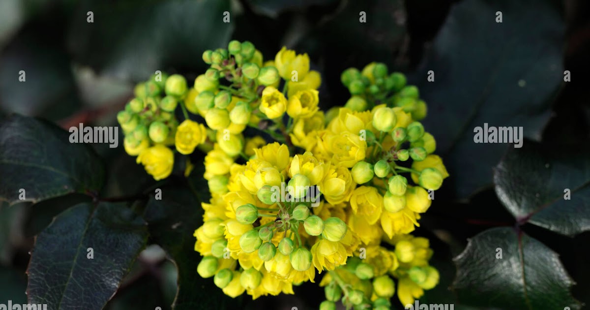 Pianta Sempreverde Con Fiori Gialli / Hypericum Hidcote ...