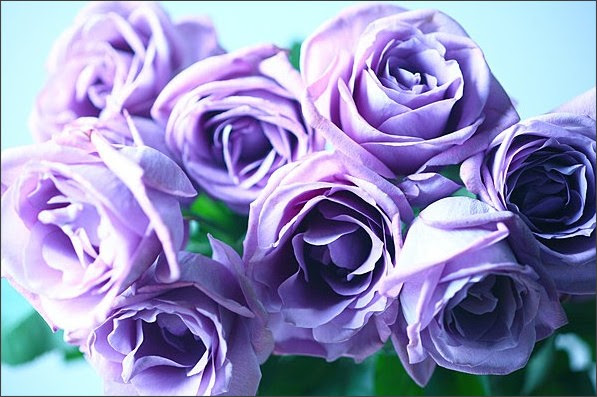 Apictnyohb0pv 70以上 ヒナゲシ 花言葉 ウテナ ヒナゲシ 花言葉 ウテナ