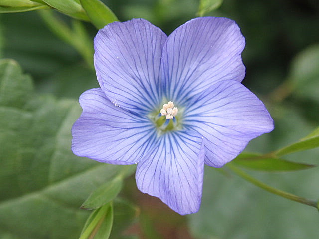 すべての花の画像 驚くばかり亜麻 花