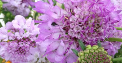 [10000ダウンロード済み√] 春 切り花 名前 113649-春 切り花 名前