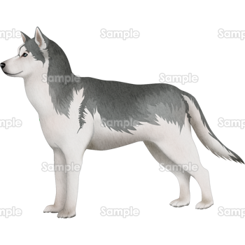 ハスキー 犬 イラスト 犬 イラスト ハスキー