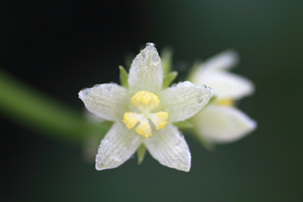 すべての美しい花の画像 50 素晴らしいハヤトウリ 花