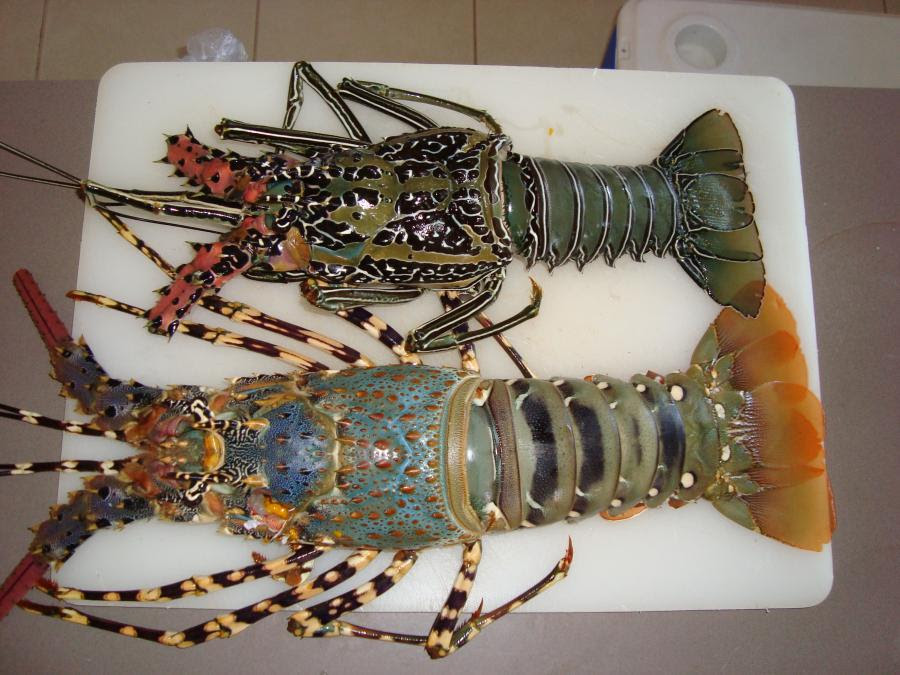 独特の 奇跡 ソビエト ニシキエビ 味 Kjc08 Jp