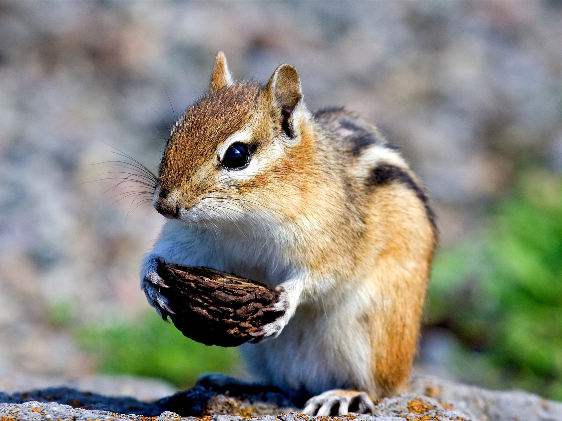 すべての動物の画像 ユニークリス 画像 可愛い