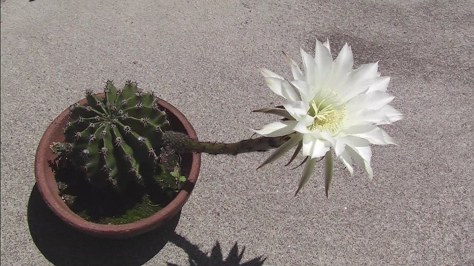 トップ100花 サボテン 種類 すべての美しい花の画像