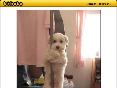 画像 面白い画像 動物 ボケて 324309-面白い画像 動物 ボケて