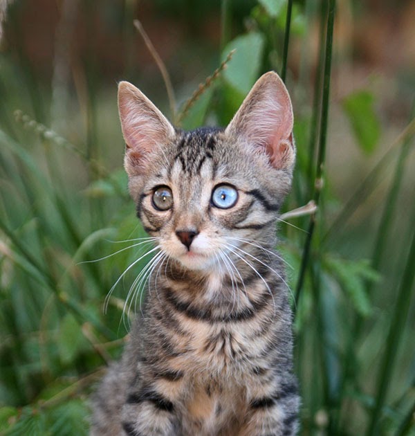 Ultimate Cat: Cat Breeds: Ojos Azules