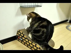 ニューエリアなねこ。-Maru's new area.-