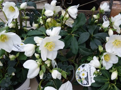 いろいろ 室内 植木鉢 花 286955-室内 植木鉢 花