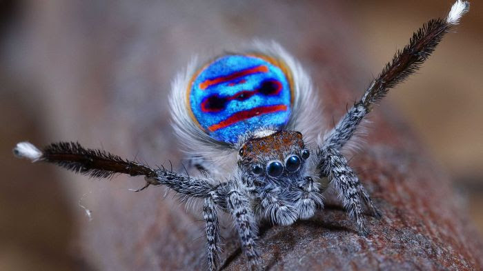 Maratus speciosus