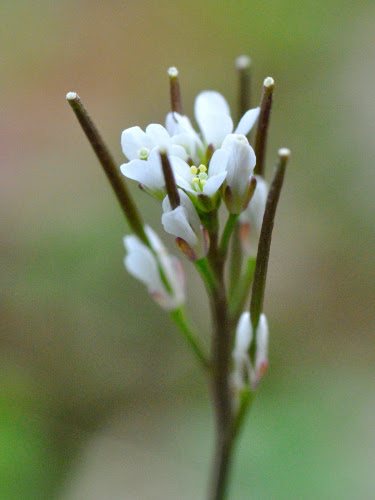 コレクション 小さい 野草 白い 花 春 小さい 山 野草 春 白い 花 Pictngamukjpbzbf