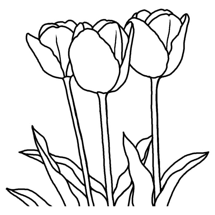 最も好ましい チューリップ 4月 イラスト 白黒 ここで最高の画像コレクション