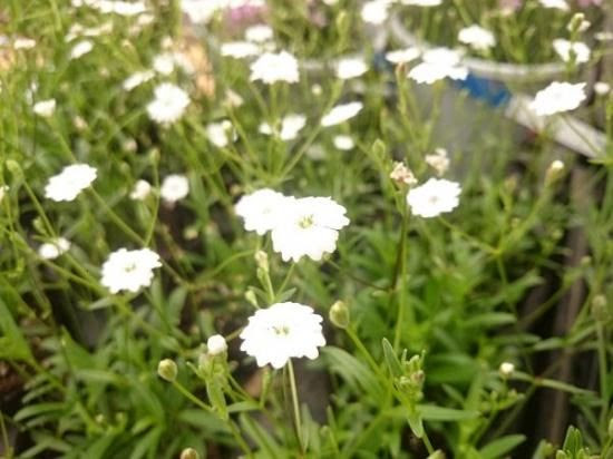 元のシレネ 花 最高の花の画像