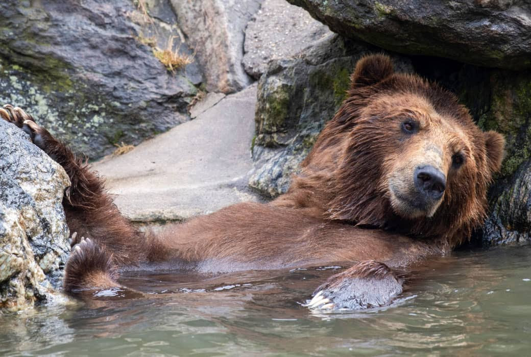 Brown Bears