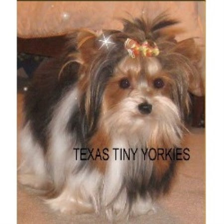 Dog breeders and puppies for sale in texas. Teacup Maltese Puppies For Sale In Abilene Texas Iob Forex Rates