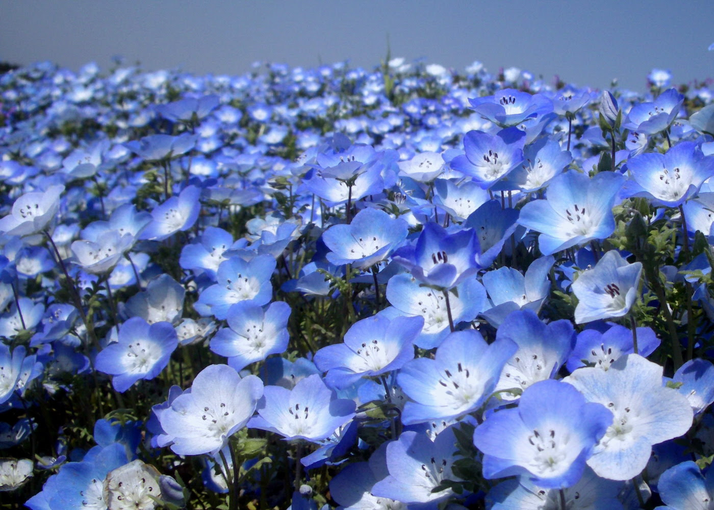 美しい花の画像 驚くばかりネモフィラ 花 言葉