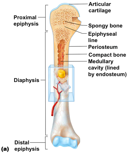 Long bones have a thick outside layer of compact bone and an inner medullary cavity containing bone marrow. Anatomy Of A Long Bone Ms Gallagher S Classroom
