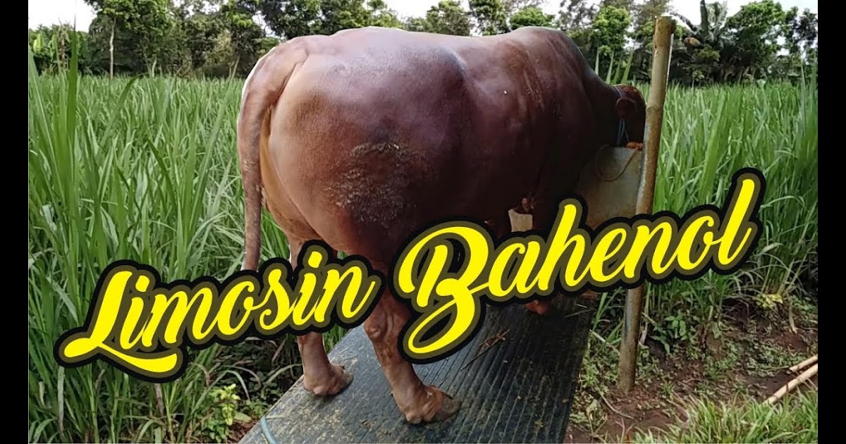 Denah Kandang Sapi Limosin Grebek Kandang Bapak Tarmin Ada Bakalan Sapi Po Dan Bunga Indah