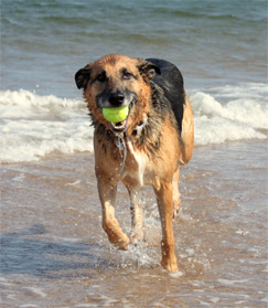 Stuart Fl Dog Training Dog Obedience Trainer Stuart Fl