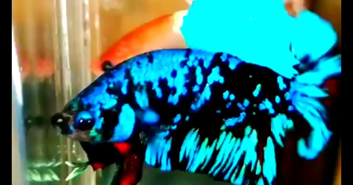 21+ Youtube Ikan Cupang Avatar PNG