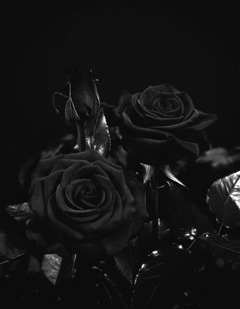 壁紙 黒薔薇 画像 Udin