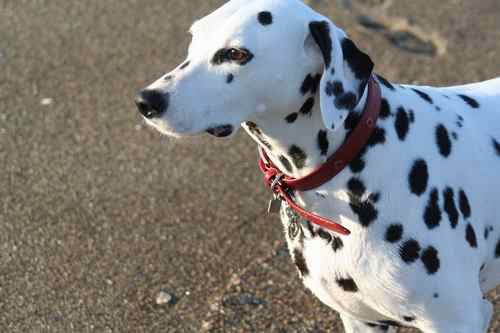 最新のhd Beck 犬種 がじゃなたろう