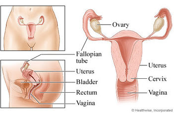 See more ideas about human body diagram, human body organs, anatomy organs. Female Human Body Systems