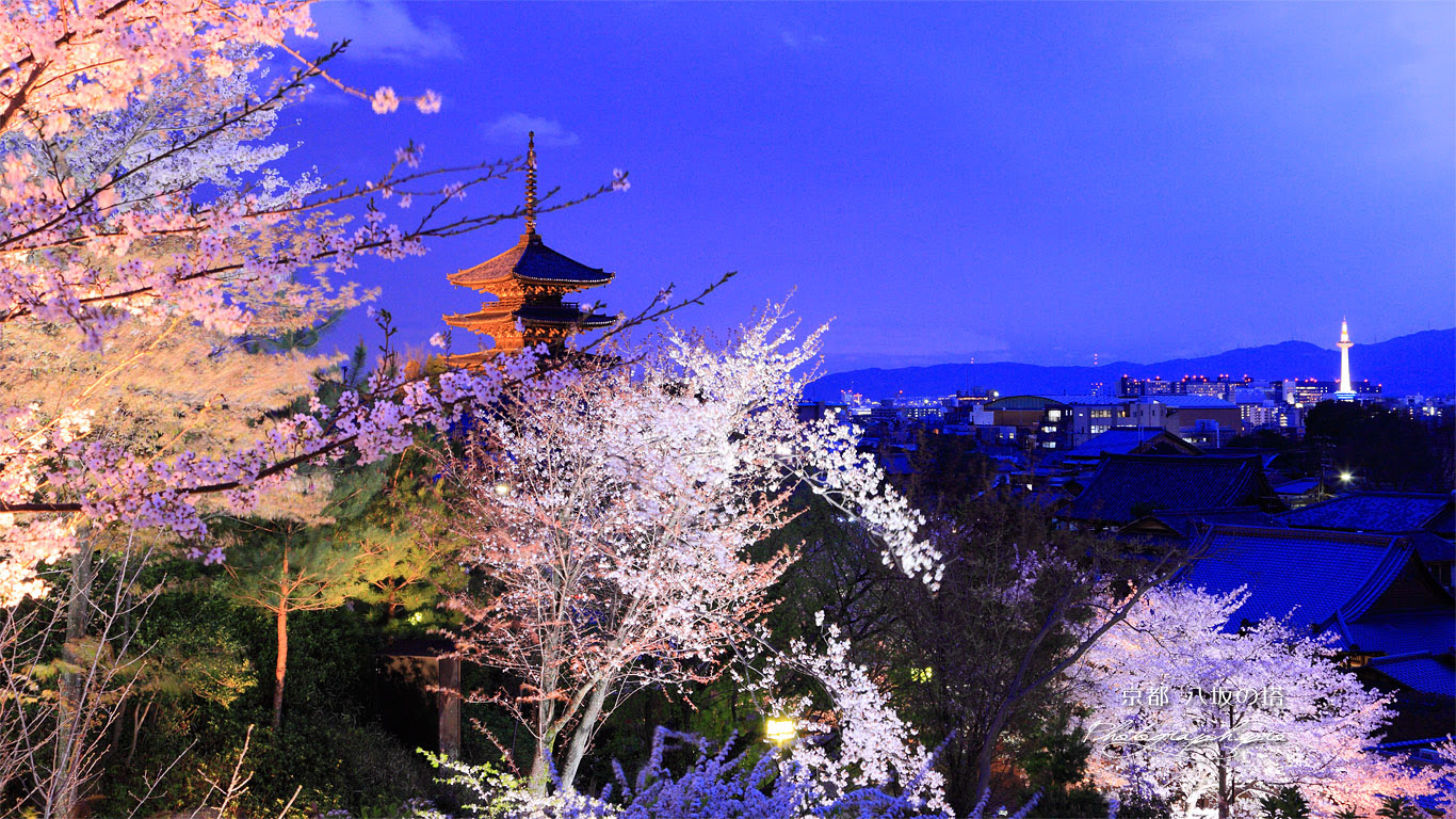 トップ100壁紙 夜桜 最高の花の画像