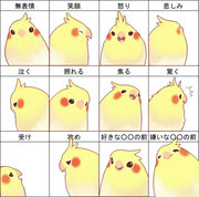 無料ダウンロード可愛い オカメインコ イラスト 最高の動物画像