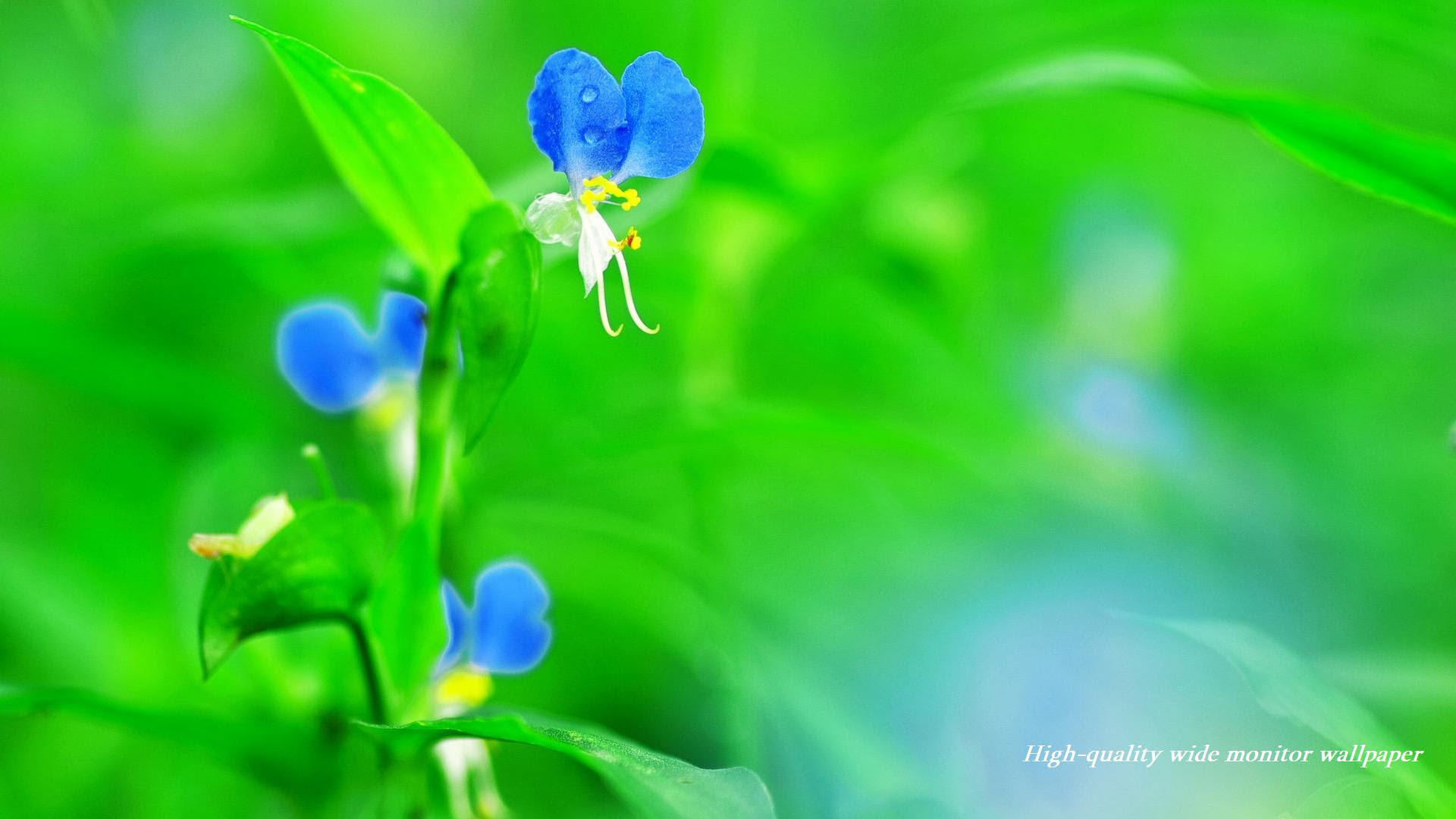 100以上 壁紙 花 癒し 画像