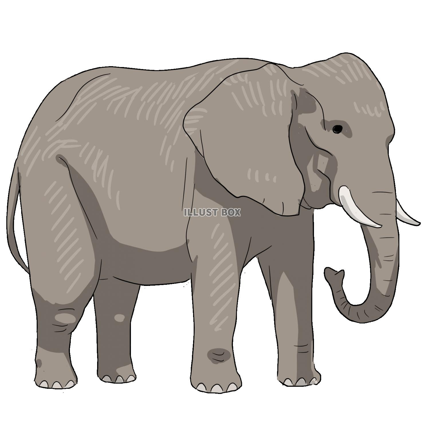 75 フリー 象 イラスト リアル 動物ゾーン