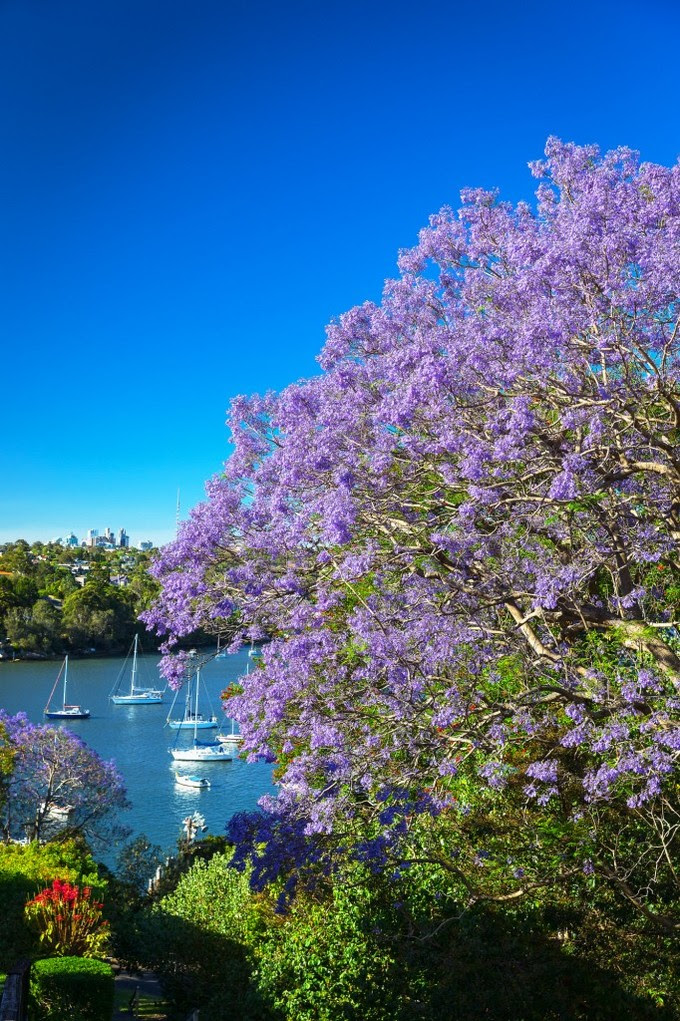 Mùa phượng tím rực rỡ ở Sydney