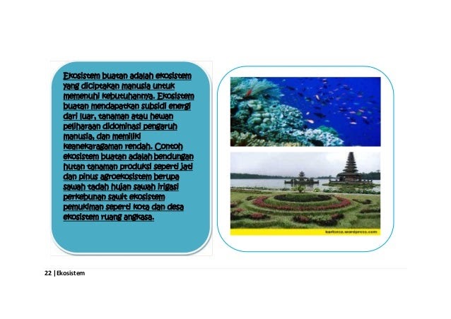 Contoh Ekosistem Alami Di Indonesia Contoh IA
