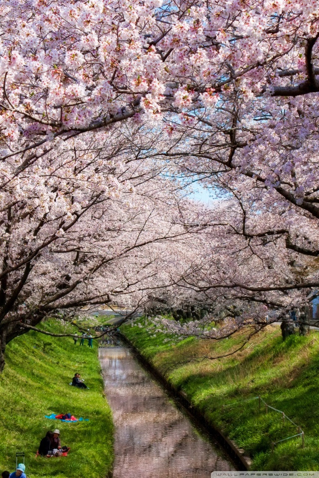 Menakjubkan 24 Wallpaper  Bunga  Sakura  Full Hd Rona 
