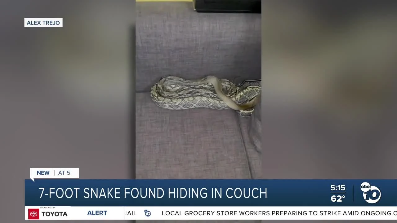 Snake on a couch