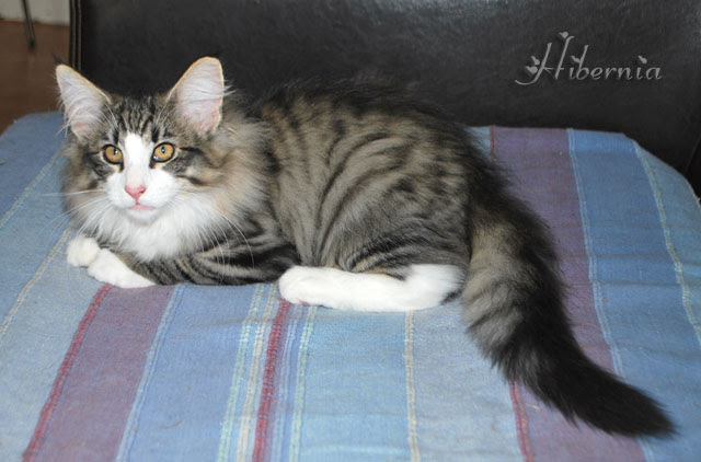 Chat Norvegien Noir Smoke