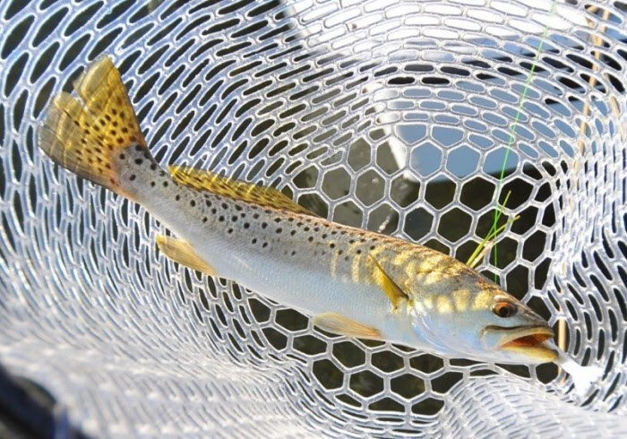 live seatrout in net