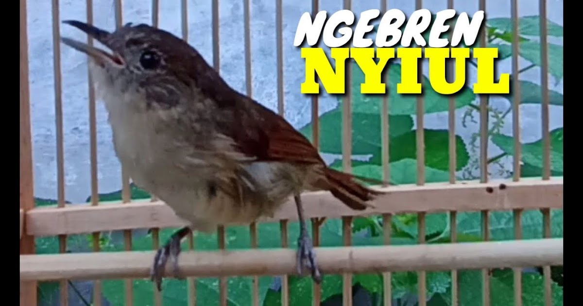 Burung Flamboyan Jantan Dan Betina - Hjruxkxb7usqzm - Pada ...