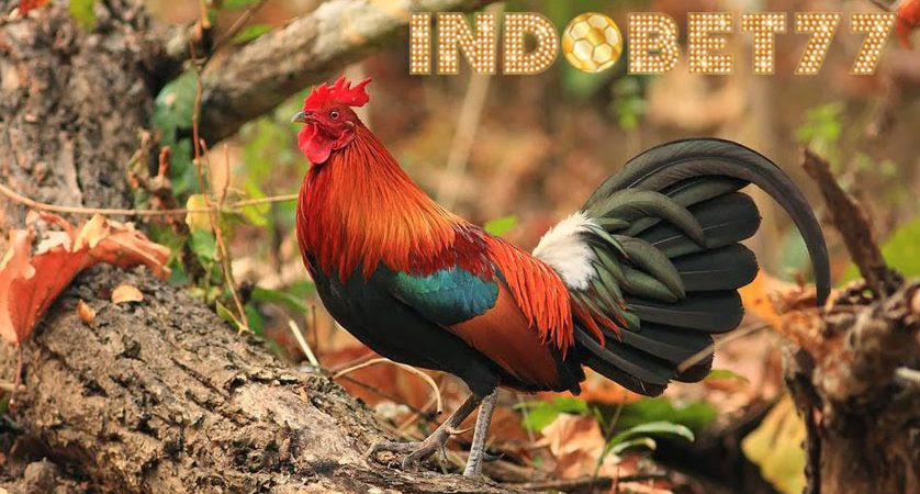 47 Jenis  Warna  Jalak Ayam 