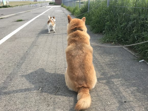 犬 後ろ 犬 後ろ足 噛む Jokioloroblog