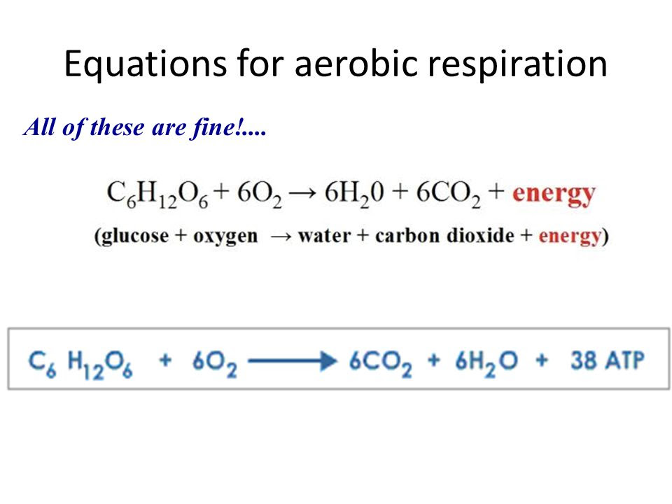 Spice of Lyfe Chemical Equation Of Respiration In Humans