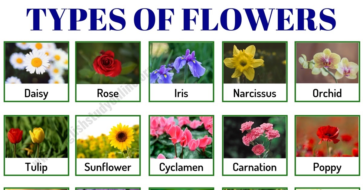 Kinds Of Flowers With Name KISVACKOR MINDENNAPJAI