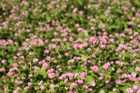 ベスト雑草 ピンク の 小さい 花 最高の花の画像