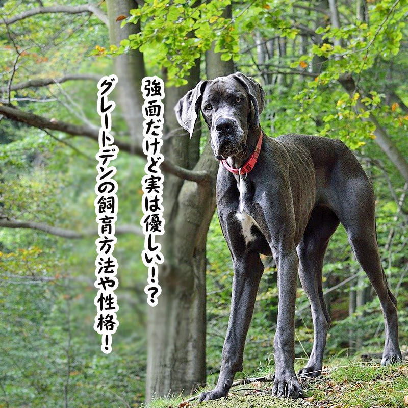 Blogpunyadindajp 画像 グレート デン 値段