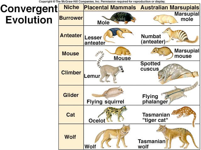Image result for examples of convergent evolution